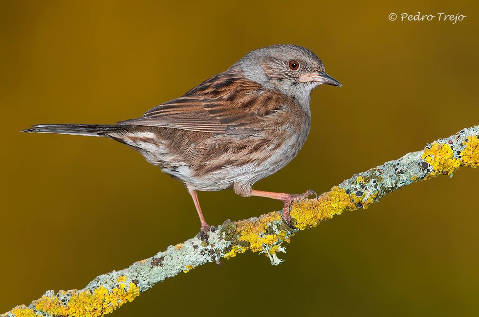 Acentor comun (Prunella modularis)